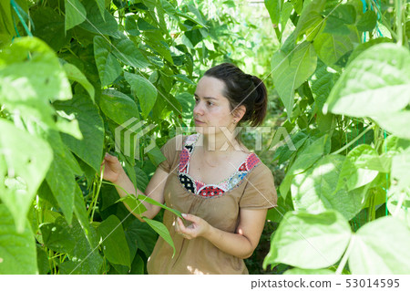 Woman working in glasshousw Woman working in glasshousw 53014595