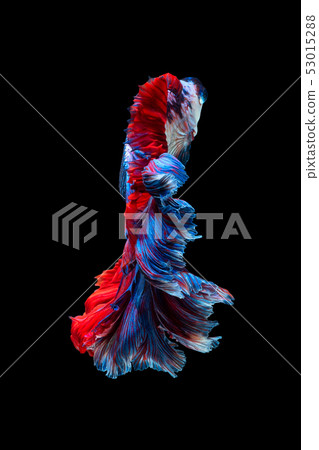 Close up art movement of Siamese fighting fish Close up art movement of Siamese fighting fish 53015288