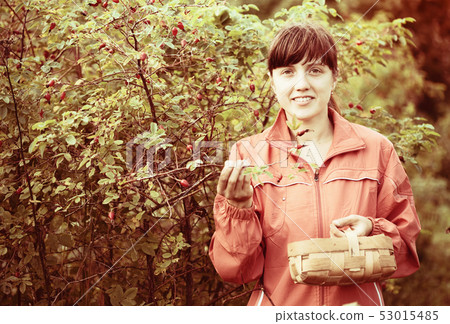 woman picking brier woman picking brier 53015485