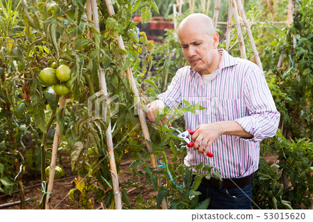 Man cutting tomatoes plants Man cutting tomatoes plants 53015620