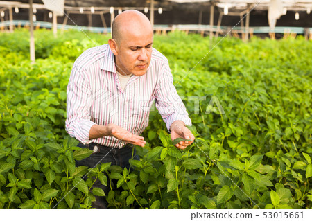 Gardener inspecting white jute plants Gardener inspecting white jute plants 53015661