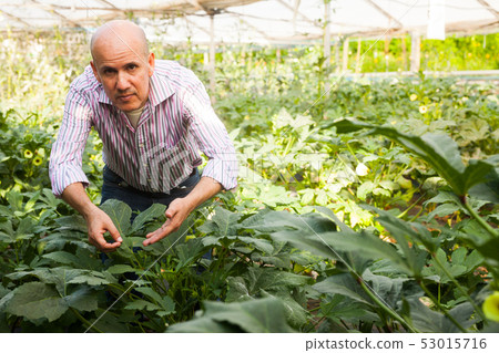 Gardener checking okra plants Gardener checking okra plants 53015716