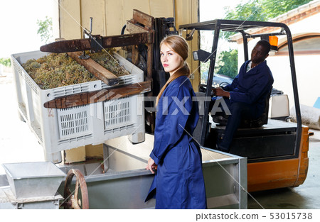 Woman controlling unloading grapes at winery Woman controlling unloading grapes at winery 53015738