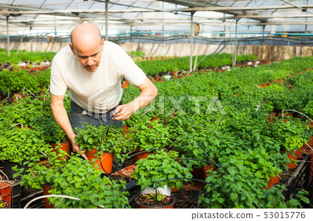 Gardener working with mint plants Gardener working with mint plants 53015776