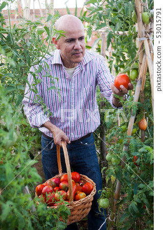 Man harvesting tomatoes Man harvesting tomatoes 53015791