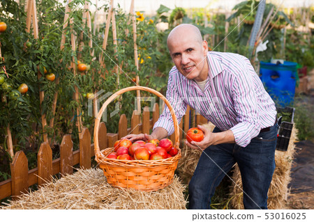 Gardener with tomatoes harvest Gardener with tomatoes harvest 53016025