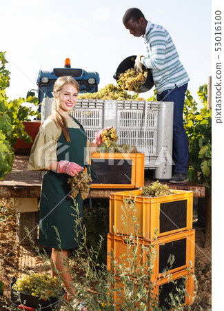 Two winegrowers harvesting grapes 53016100