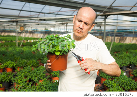 Gardener working with mint plants Gardener working with mint plants 53016173