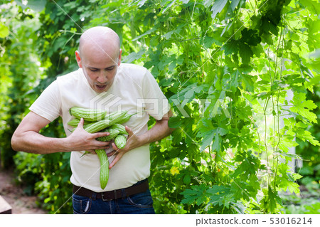 Man harvesting bitter gourd Man harvesting bitter gourd 53016214