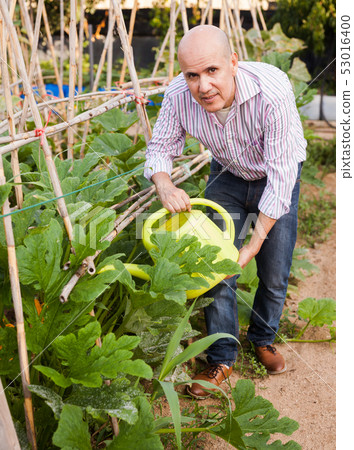 Man watering plants in greenhouse Man watering plants in greenhouse 53016400