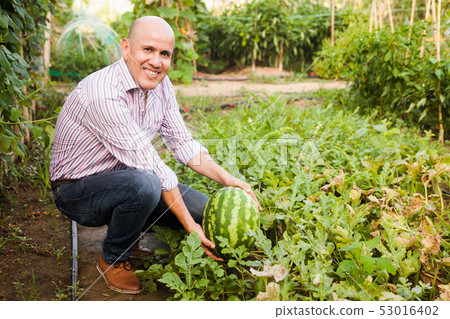 Gardener inspecting watermelons in greenhouse Gardener inspecting watermelons in greenhouse 53016402
