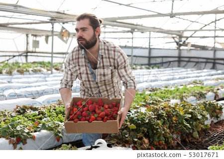 Successful male gardener with strawberries in a greenhouse Successful male gardener with strawberries in a greenhouse 53017671
