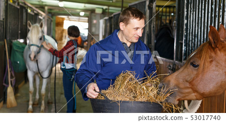 Farm worker feeding horse with hay 53017740