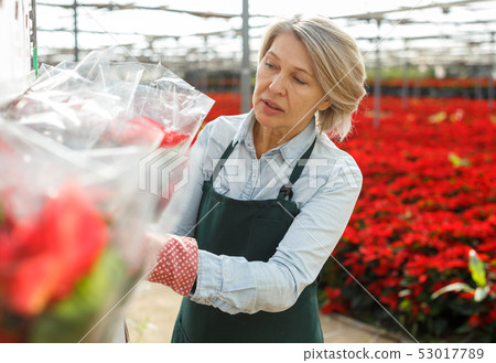Woman florist checking packed plants in hothouse Woman florist checking packed plants in hothouse 53017789