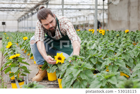 Gardener working with decorative sunflowers 53018115