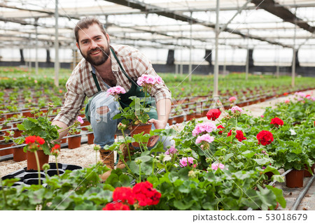 Worker taking care of cranesbill flowers 53018679