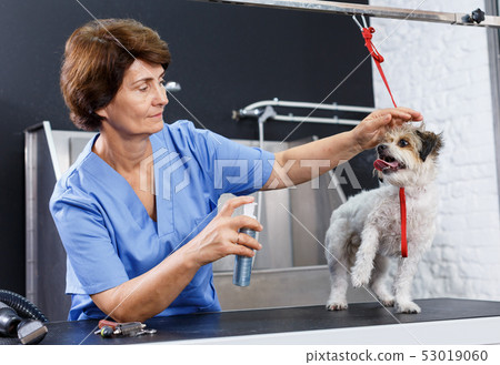 Woman grooming puppy with preparations Woman grooming puppy with preparations 53019060