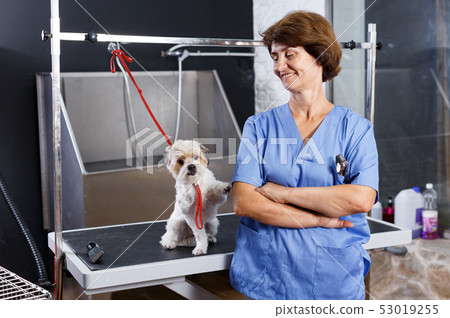 Female groomer with havanese puppy 53019255