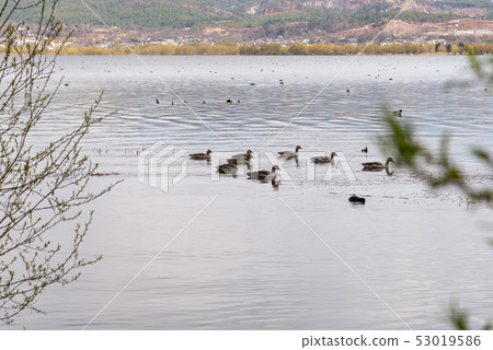 中國雲南麗江拉市海 Scenic Spots in China 國際重要濕地 自然保護區 候鳥 53019586