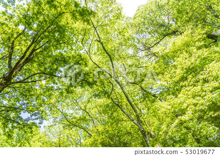 奧山大山新鮮綠色山毛櫸林北谷澤山stream 53019677