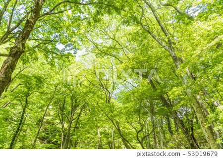 奧山大山新鮮綠色山毛櫸林北谷澤山stream 奧山大山新鮮綠色山毛櫸林北谷澤山stream 53019679