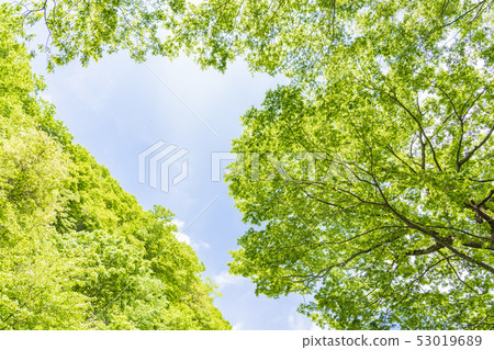 奧山大山新鮮綠色山毛櫸林北谷澤山stream 奧山大山新鮮綠色山毛櫸林北谷澤山stream 53019689