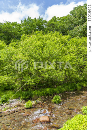 奧山大山鮮綠樹谷溪 奧山大山鮮綠樹谷溪 53019691