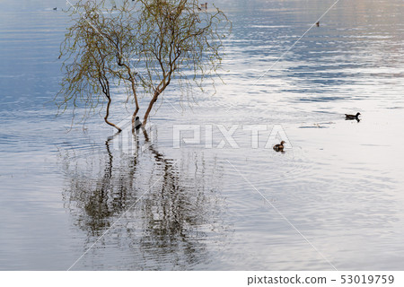 Lashihai, Lijiang, Yunnan, China Scenic Spots in China International Important Wetlands Nature Reserve Migratory Birds 53019759