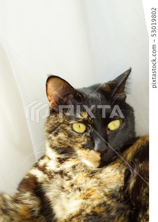 Sabi cat relaxing indoors 53019802