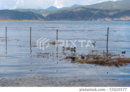 Lashihai, Lijiang, Yunnan, China Scenic Spots in China International Important Wetlands Nature Reserve Migratory Birds 53020577