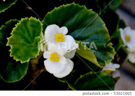 開花在三鷹中原的白色秋海棠 開花在三鷹中原的白色秋海棠 53021005