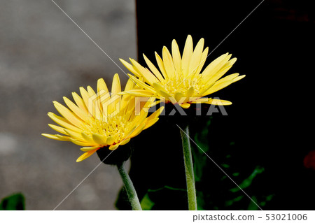 開花在三鷹中原的黃色雜色菊屬植物 53021006