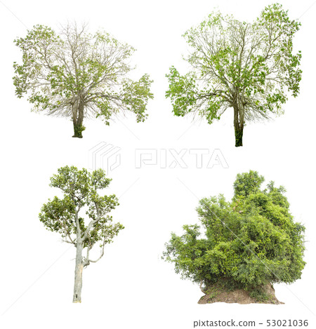 Isolate green tree. Isolate green tree. 53021036