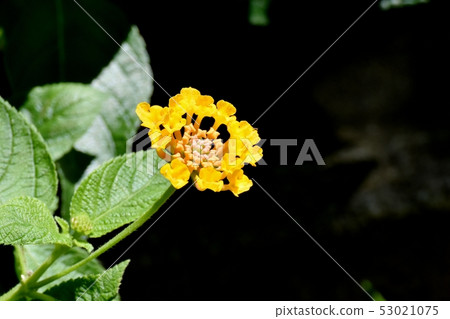 開花在三鷹中原的黃色馬櫻丹屬(Sichichenge) 開花在三鷹中原的黃色馬櫻丹屬(Sichichenge) 53021075