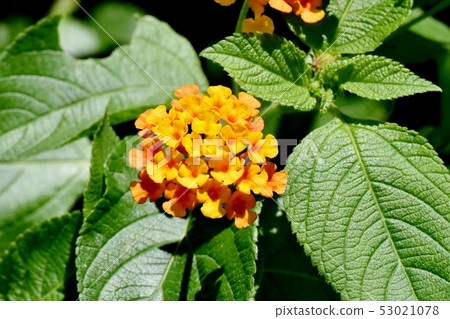 開花在三鷹中原的黃色馬櫻丹屬(Sichichenge) 開花在三鷹中原的黃色馬櫻丹屬(Sichichenge) 53021078