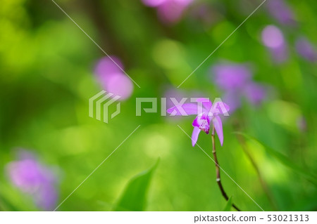 One wheel of silane-7 53021313