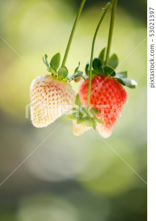 Strawberry (immature) Strawberry (immature) 53021397
