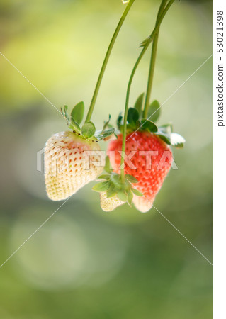 Strawberry (immature) Strawberry (immature) 53021398