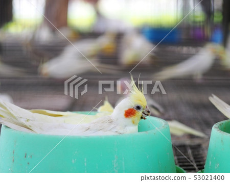 light pastel tone color little cute young parrots light pastel tone color little cute young parrots 53021400
