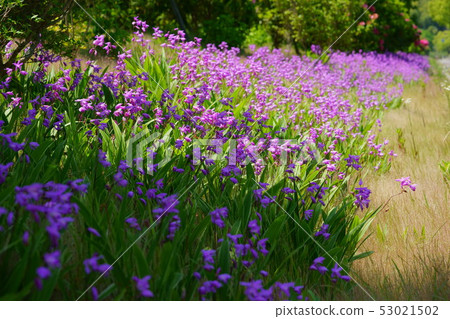 西蘭花床10 西蘭花床10 53021502