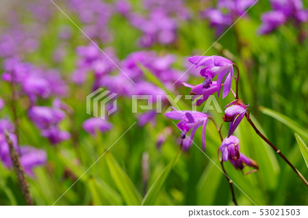 西蘭花床11 53021503