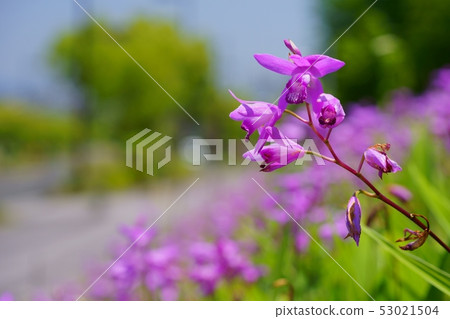 西蘭花壇12 西蘭花壇12 53021504