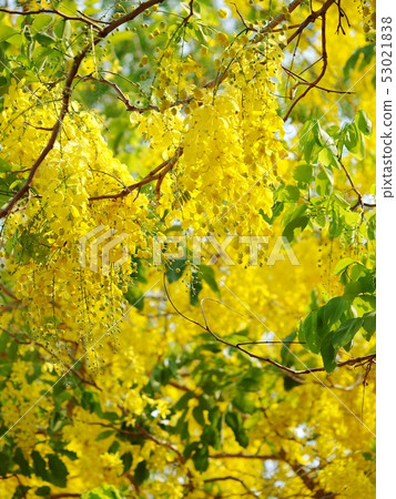 group of THAI yellow flowers named RATCHAPHRUCK group of THAI yellow flowers named RATCHAPHRUCK 53021838