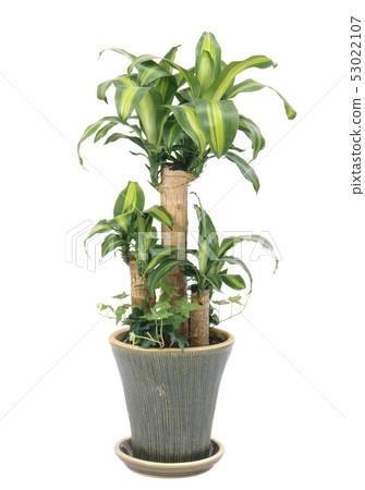 幸福樹，龍血樹（剪裁，美白背） 53022107