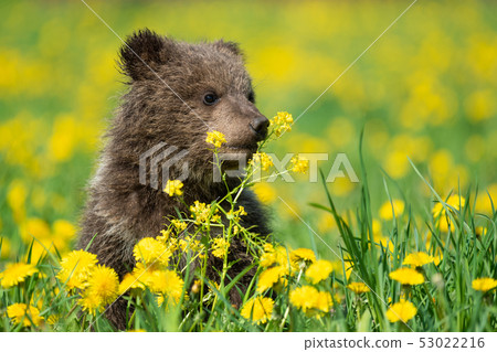Brown bear cub playing on the summer field Brown bear cub playing on the summer field 53022216
