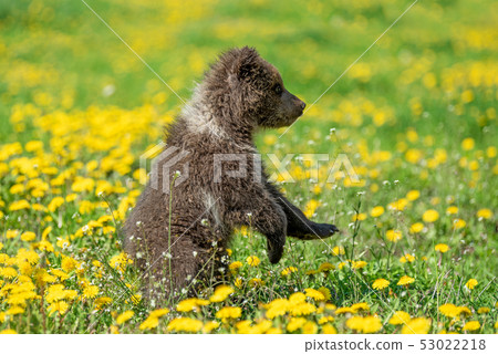 Brown bear cub playing on the summer field 53022218
