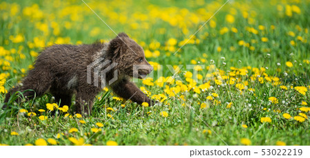 Brown bear cub playing on the summer field 53022219