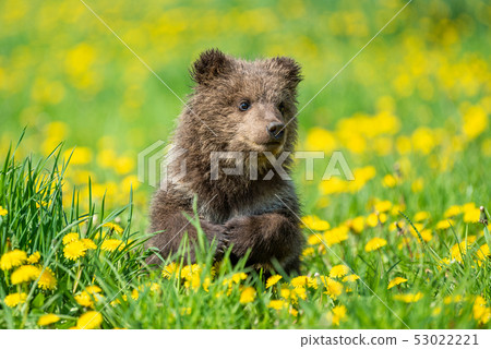 Brown bear cub playing on the summer field 53022221