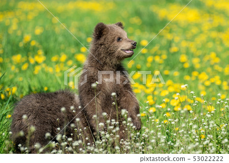 Brown bear cub playing on the summer field Brown bear cub playing on the summer field 53022222