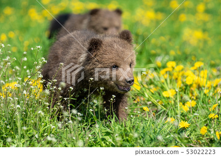 Brown bear cub playing on the summer field 53022223
